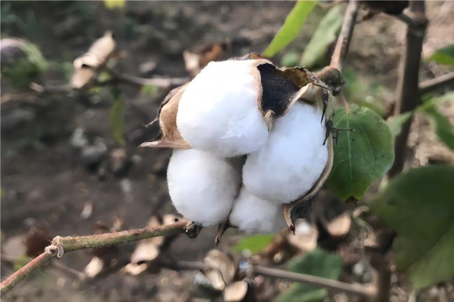 Cotton Plant India